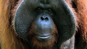 Orangutanlar